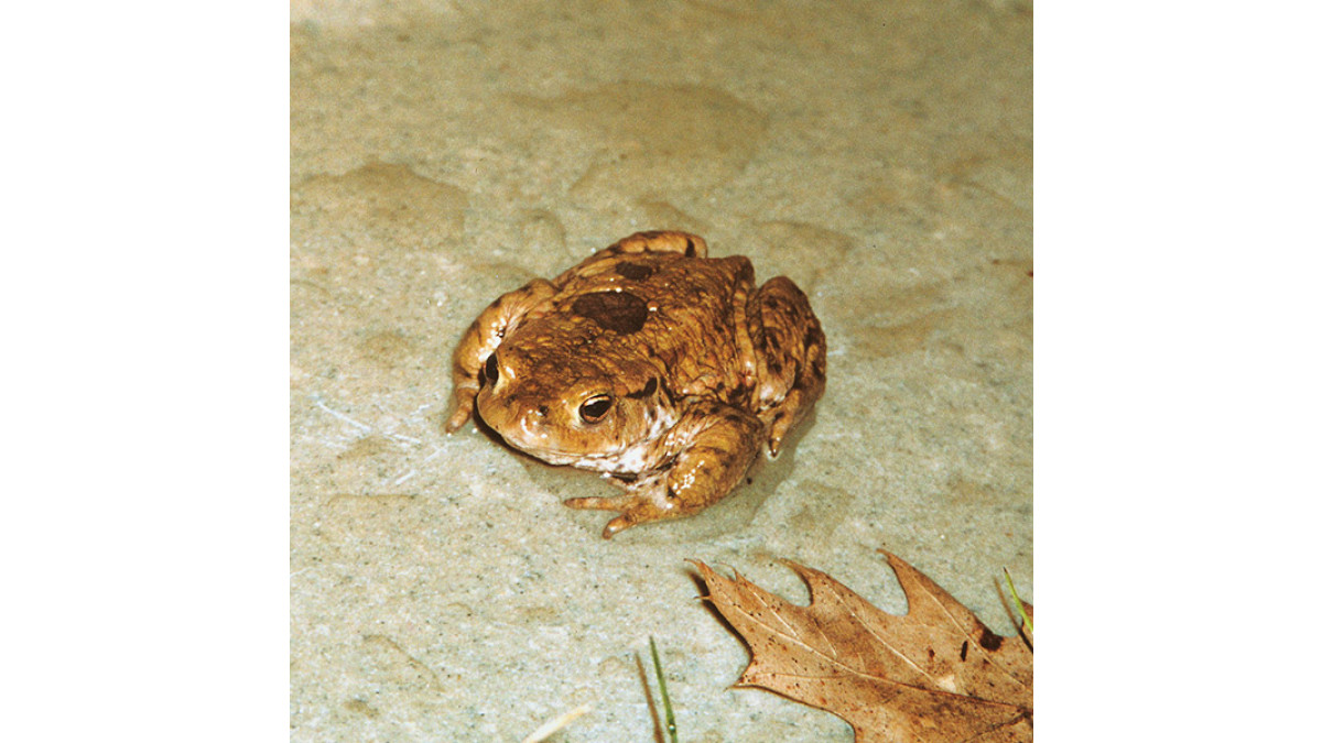 toad on polymer concrete