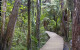 Kauri Dieback