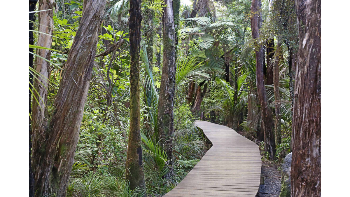 Kauri Dieback