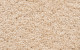 446 25 MoodsofMonetII Dahlia sw