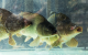 iStock 72789161 fish in tank sm