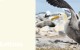 Create HPL Albatross swatch