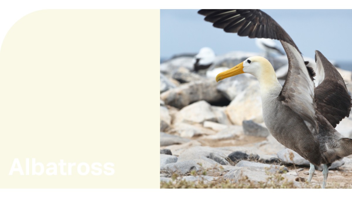 Create HPL Albatross swatch