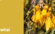 Create HPL Kowhai swatch