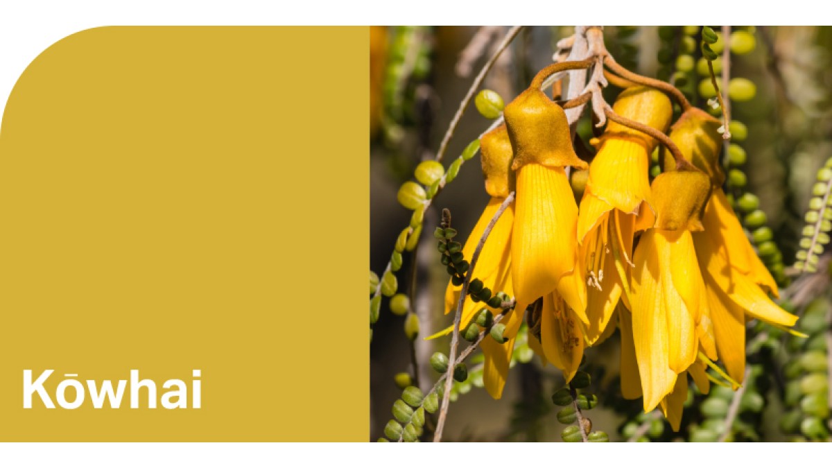 Create HPL Kowhai swatch