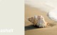 Create HPL Seashell swatch