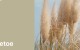 Create HPL Toetoe swatch