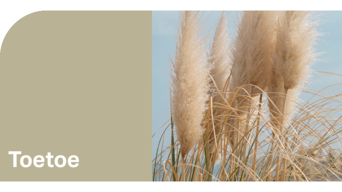 Create HPL Toetoe swatch