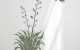 Flax and Tui forestgreen