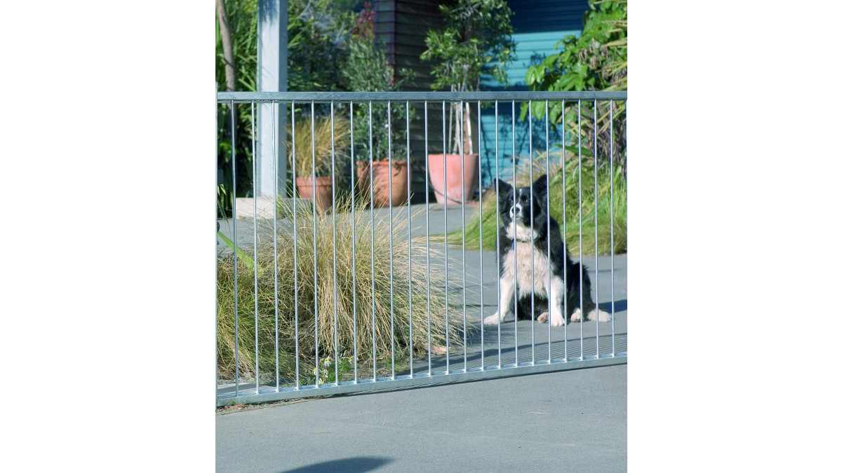c dog by gate