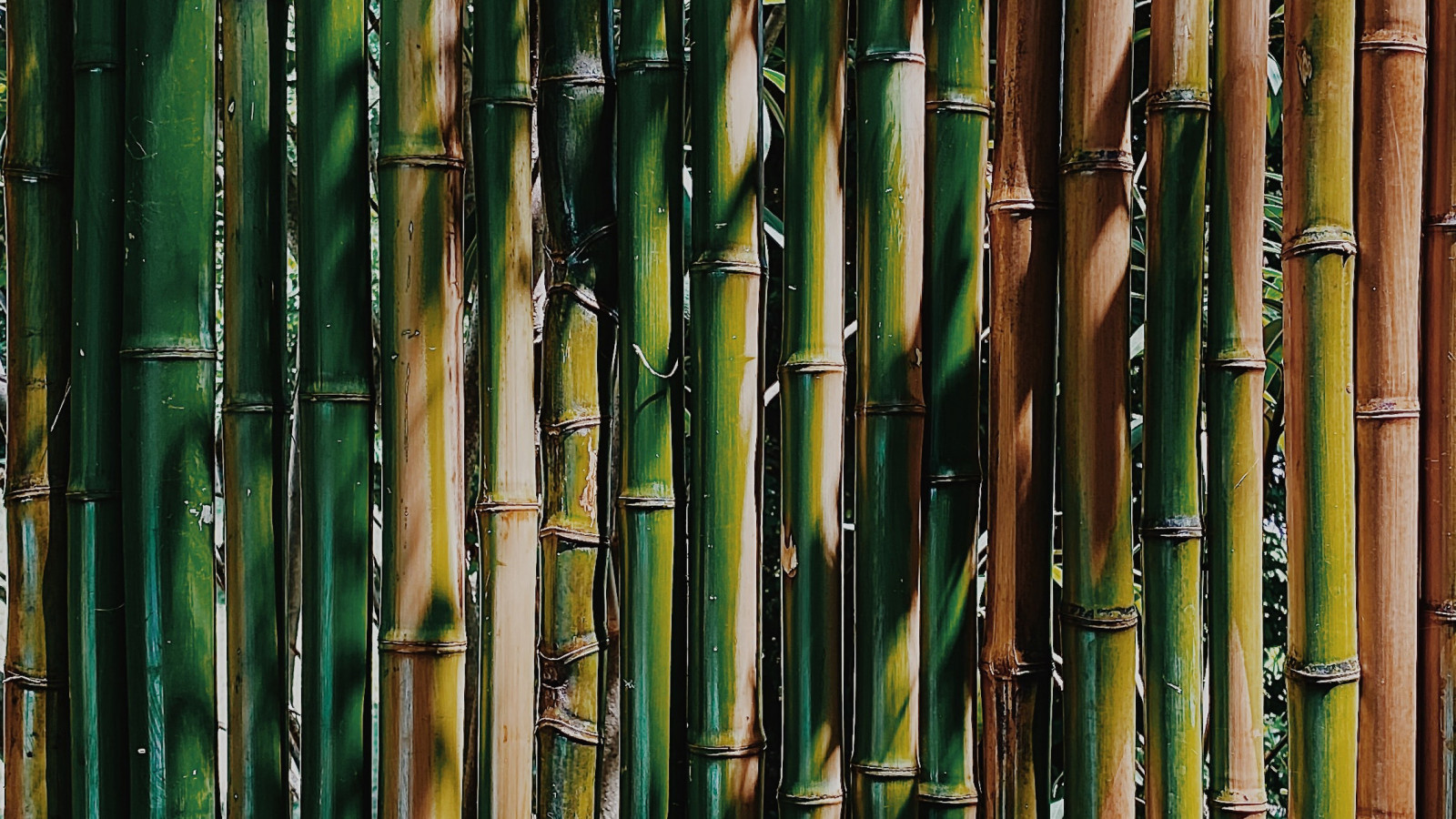 bamboo