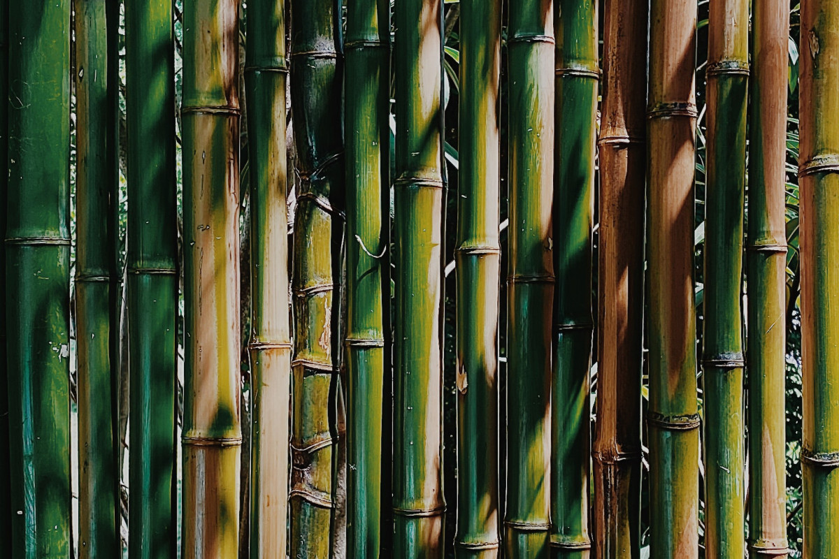 bamboo