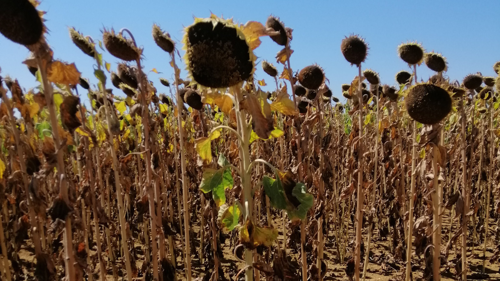 sunflowers