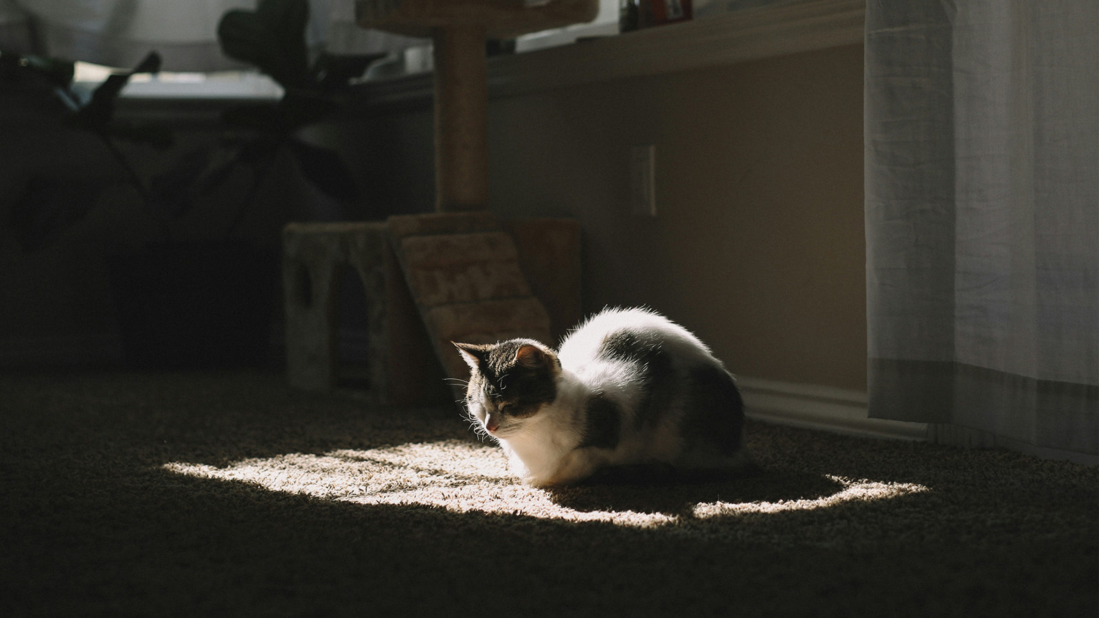 preview justin docanto ZpxpMEbFGY4 unsplash copy
