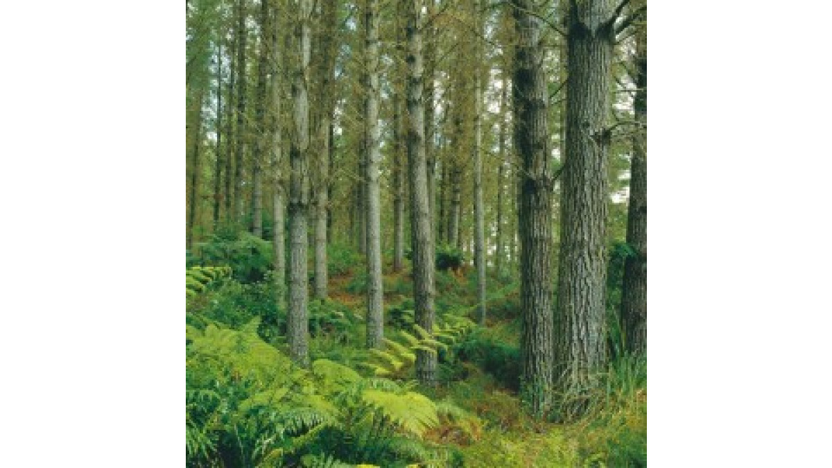 Jenkin A-lign is manufactured exclusively from timber sourced from New Zealand’s plantation radiata pine forests.