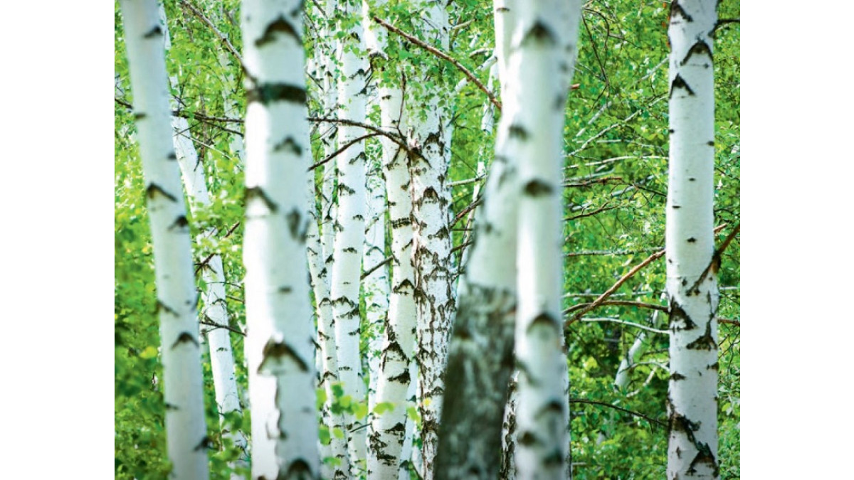 Birch forest.