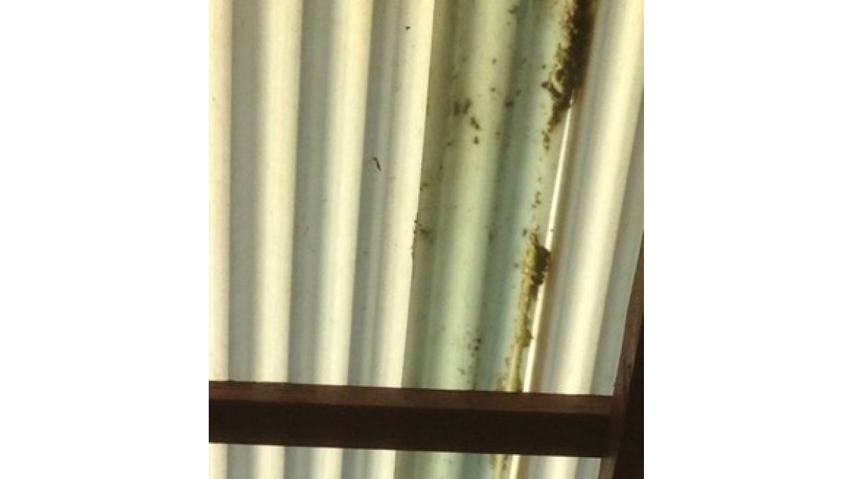 Mould and dirt build up on translucent roofing.