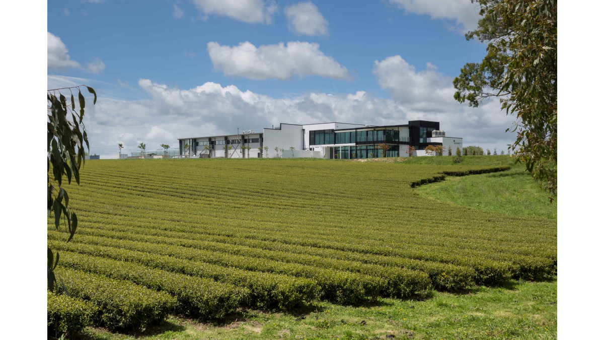 The Zealong tea estate sits in 48Ha on the outskirts of Hamilton.