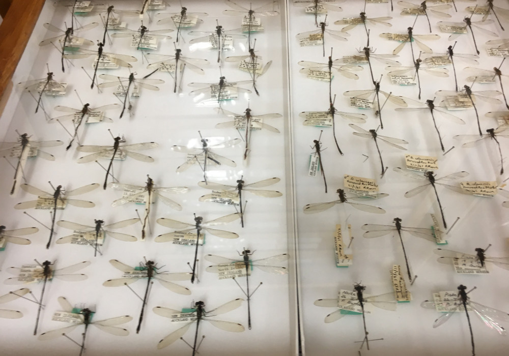 Rare Objects Kept Safe at Auckland Museum