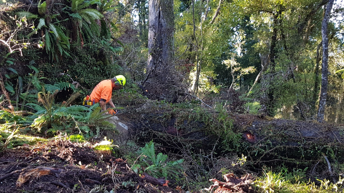 Sawmillers operate under strict MPI guidelines for sustainable harvesting.