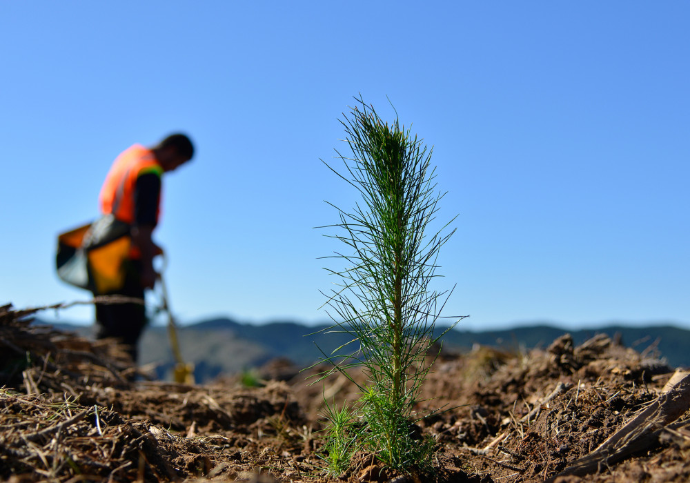 Premium Wood Solutions Start with Sustainably Grown Radiata Pine