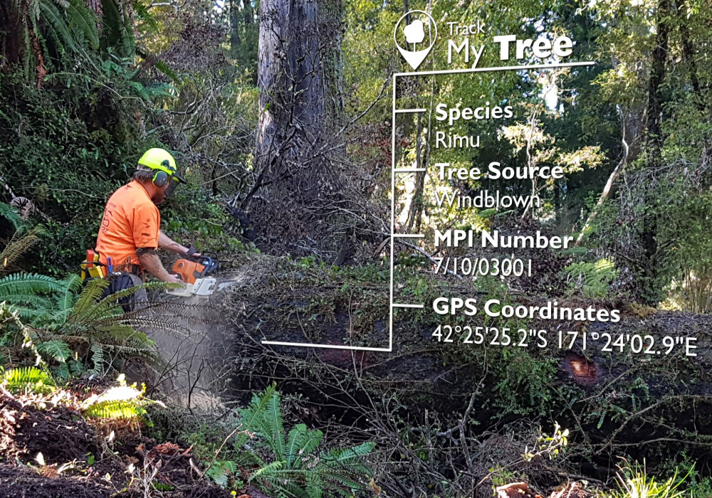 Video: Watch How NZ Native Veneer is Tracked from Tree to Panel