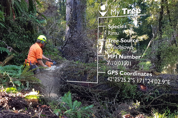 Video: Watch How NZ Native Veneer is Tracked from Tree to Panel