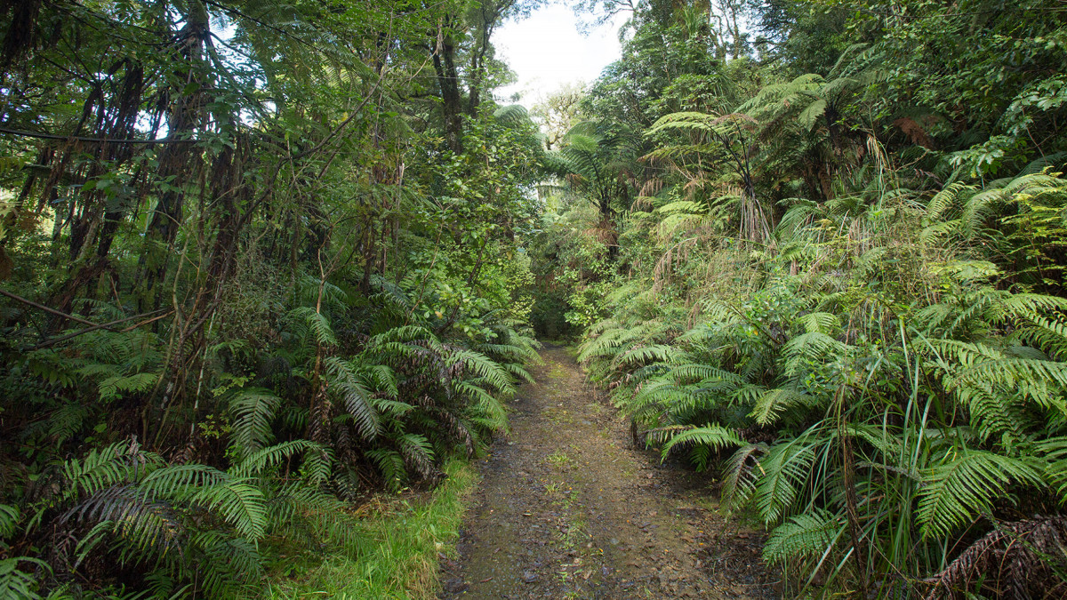 Wekaweka Reserve, Northland. Photography by Bruce Jarvis.