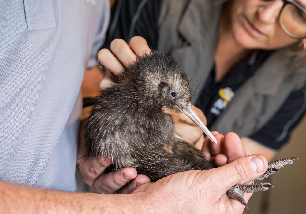 Biodiversity Initiative for Profile Group a New Zealand First
