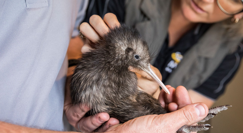Biodiversity Initiative for Profile Group a New Zealand First