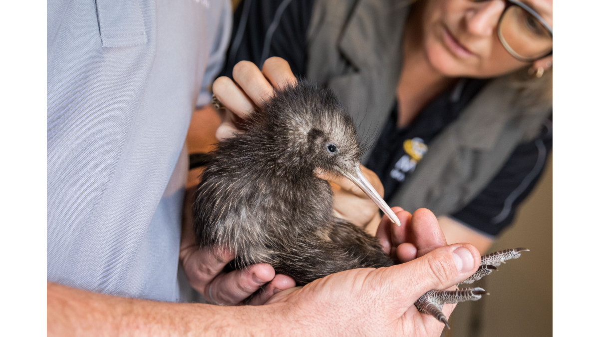 Sanctuary Mountain Maungatautari's forested ecological island will benefit from Profile Group’s purchase of biodiversity units, which will fund conservation management.