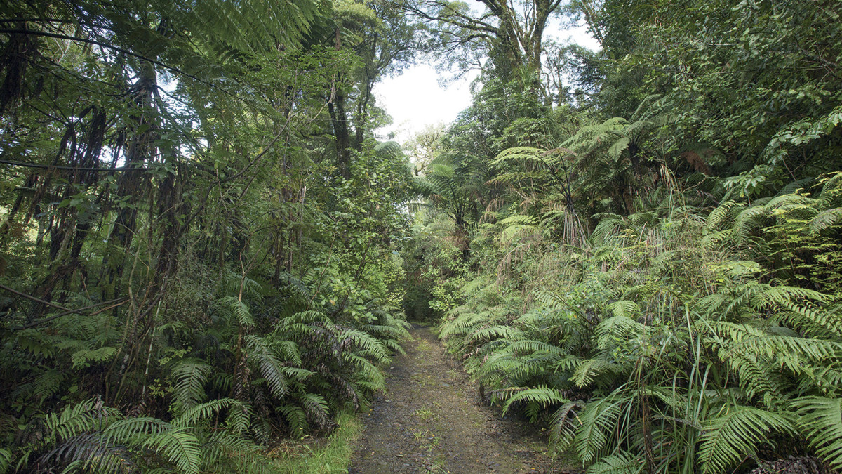 Wekaweka Reserve, Northland. A NFRT property of 120 hectares. Photography: Bruce Jarvis.
