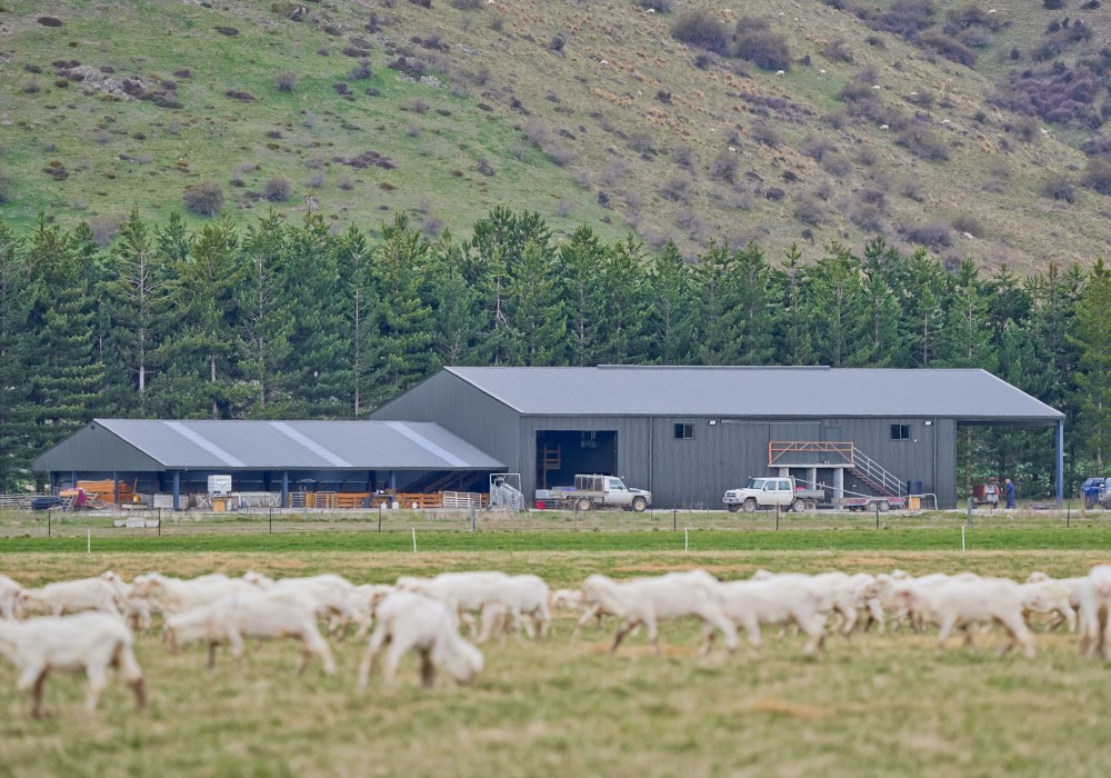 Caring for Shearing