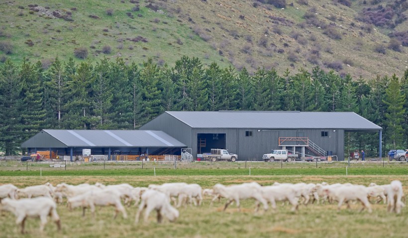 Caring for Shearing