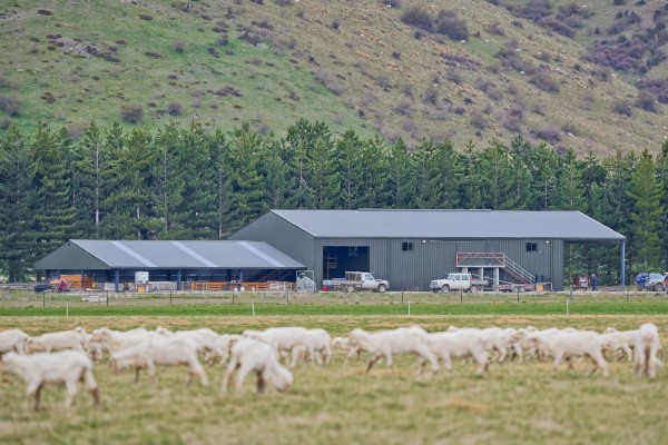 Caring for Shearing