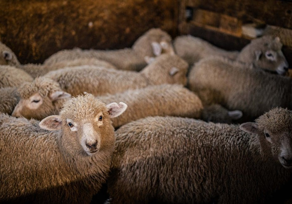 From Farm to Market: Redefining Wool Supply