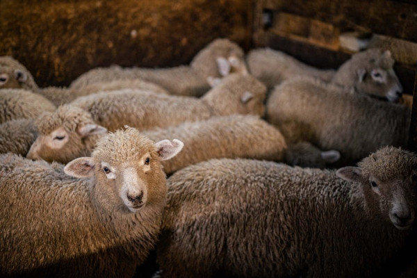 From Farm to Market: Redefining Wool Supply