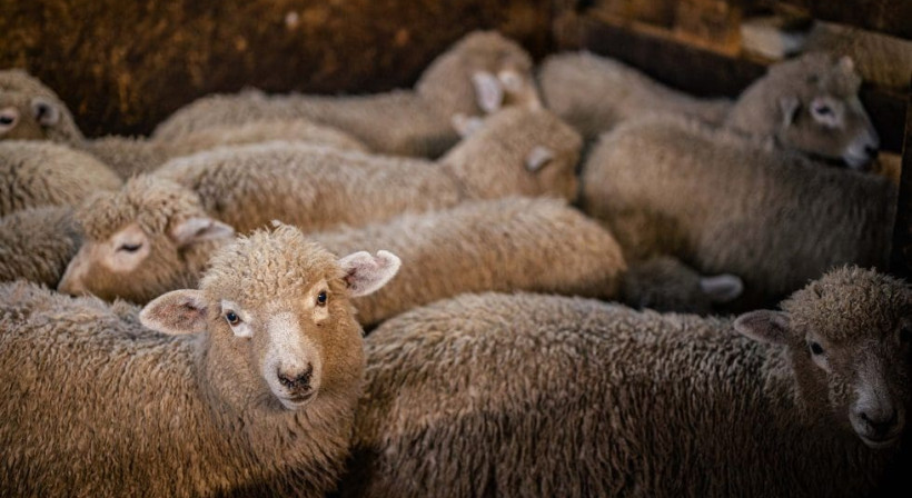 From Farm to Market: Redefining Wool Supply