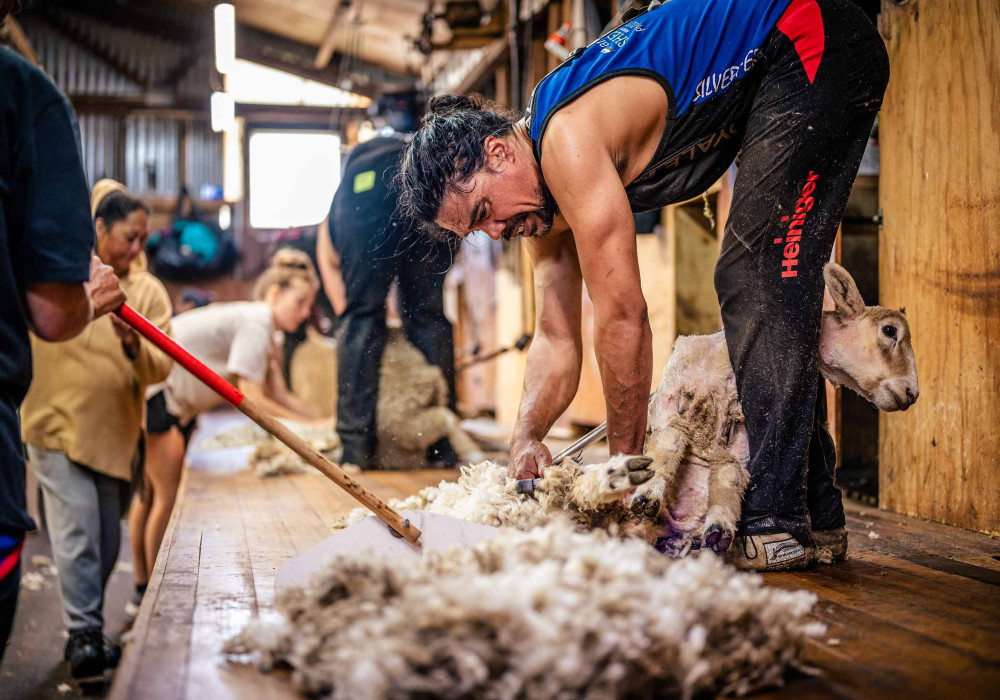Wool’s Carbon-Sinking Properties Ideal for Sustainable Construction