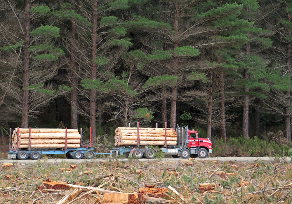 Juken New Zealand Forests: FSC Certification Split Enhances Transparency and Management