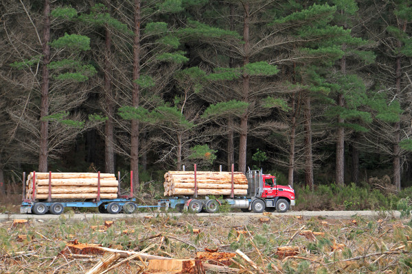 Juken New Zealand Forests: FSC Certification Split Enhances Transparency and Management