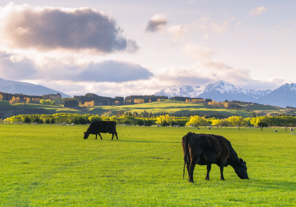 Farmcrete: A Durable, Low-Carbon Concrete Solution for New Zealand Farm Infrastructure