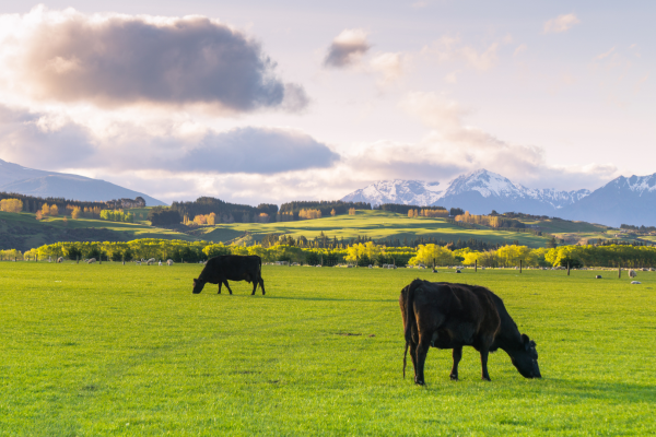 Farmcrete: A Durable, Low-Carbon Concrete Solution for New Zealand Farm Infrastructure
