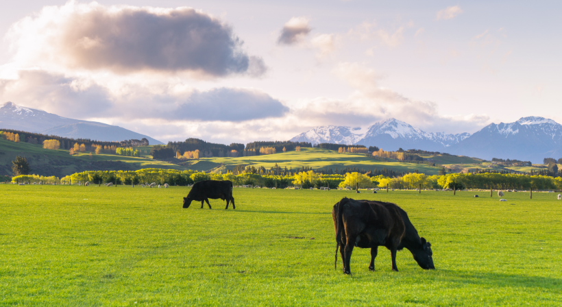 Farmcrete: A Durable, Low-Carbon Concrete Solution for New Zealand Farm Infrastructure