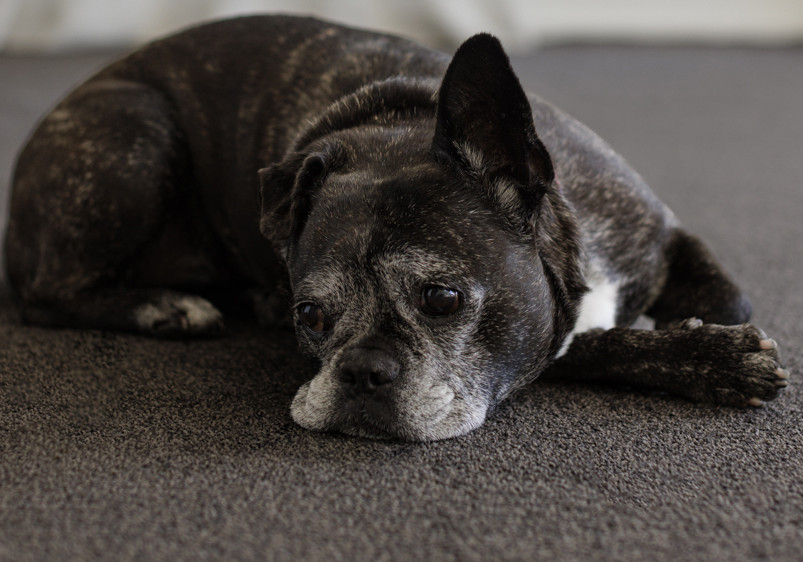 Efficient, Scalable Flooring with Bremworth Origin Carpet