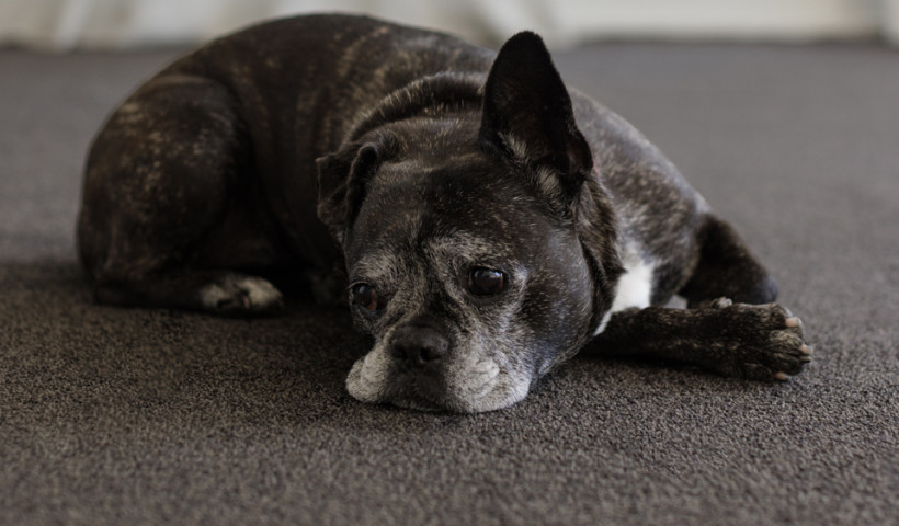 Efficient, Scalable Flooring with Bremworth Origin Carpet