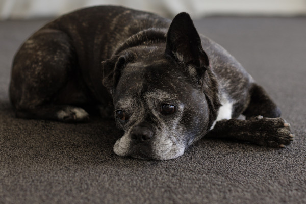 Efficient, Scalable Flooring with Bremworth Origin Carpet