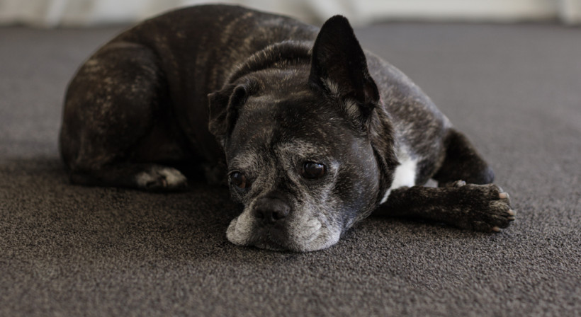 Efficient, Scalable Flooring with Bremworth Origin Carpet
