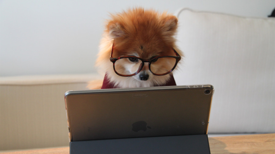 cookie the pom gySMaocSdqs unsplash 1 copy